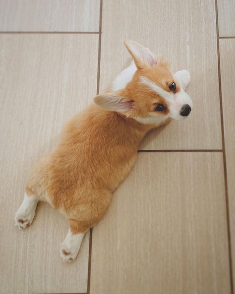 CORGI | CORGI LOVER on Instagram: “Proof I’ve been a master of da sploot from a young age! Tag ur friends 🧑‍🤝‍🧑 Double tab & Follow @corgisofstagrams 👈 for more daily…” Corgi Sploot, Cute Corgi, Tags, Dogs, Animals, On Instagram, Quick Saves, Instagram