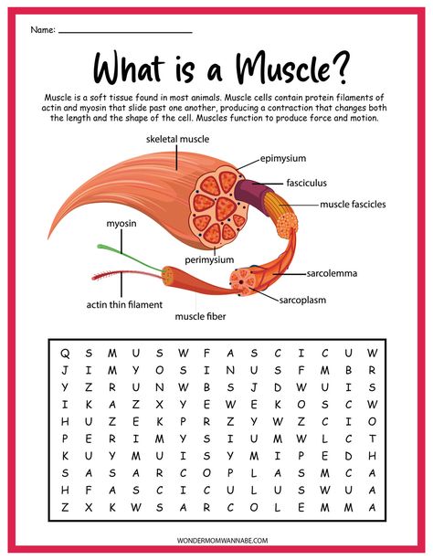 Muscular System Activity Set – Wondermom Shop Muscular System Diagram, Muscular System Activities, Muscle Cell, Human Muscular System, Human Body Worksheets, All Body Systems, Human Body Unit, Nursing School Motivation, Fun Educational Activities