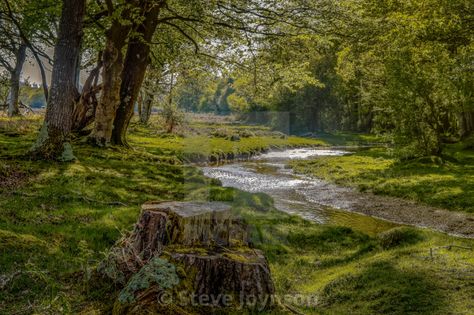 Forest Stream Aesthetic, River In Forest Aesthetic, Stream In The Woods, New Forest Hampshire, Forest River Aesthetic, Forest With Stream, Stream Aesthetic, Springtime Aesthetic, Aesthetic River