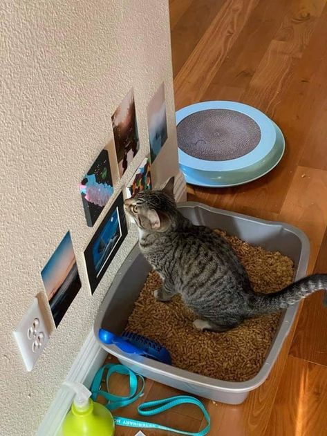 15 Pictures That Purrfectly Capture The Hilarious Nature Of Cats – InspireMore Cat Bathroom, Spoiled Cats, Cat Bedroom, Funny Cat Photos, Lol Funny, Cat Post, Cat Room, Funny Animal Memes, Cat Sitting