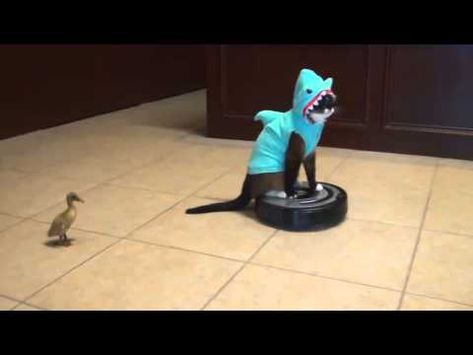 love this so funnyyy Cat On Roomba, Prehistoric Fish, Cats Gif, Cat Of The Day, Shark Cat, Cat Shark, Say Good Morning, Hobbies To Take Up, Very Funny Gif