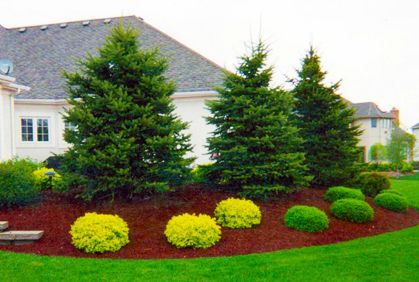 Image result for shrubs in landscaping Evergreen Landscape Front Yard, Acreage Landscaping, Evergreen Landscape, Landscaping Around House, Trees For Front Yard, Landscaping Around Trees, Landscaping Trees, Evergreen Garden, Privacy Landscaping