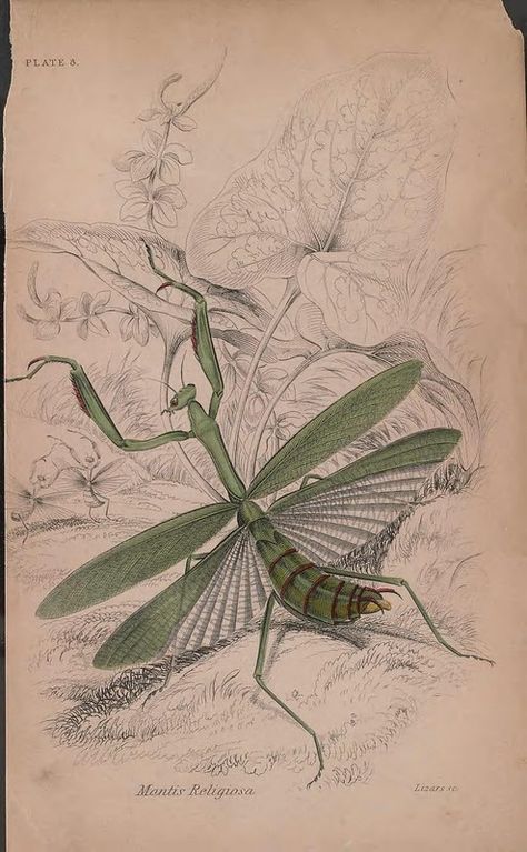 n20_w1150 | The naturalist's library Edinburgh,W. H. Lizars;… | Flickr Vintage Praying Mantis Illustration, Entomology Art, Vintage Dragonfly, Bug Art, Praying Mantis, Insect Art, Copyright Free, Antique Prints, Cool Posters