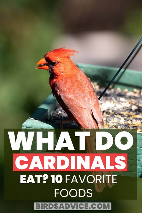 What Do Cardinals Eat? 10 Favorite Foods | Birds Advice Cardinal Bird House, Baby Cardinals, Maple Tree Seeds, Animal Tips, Backyard Birds Watching, Backyard Birds Sanctuary, Squash Seeds, What Is A Bird, Raw Dog Food Recipes