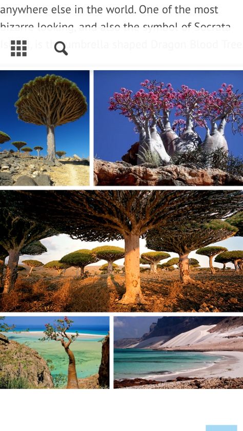 Sucotra Island. Dragon Blood Tree, Socotra, Dragon Blood, Alien Planet, Strange Places, Men's Hairstyles, Yemen, Weird And Wonderful, Beard Styles