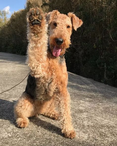 Airedale Terrier (@airedaleterrier.love) • Instagram photos and videos Airedale Terrier Puppy, Airdales Puppies, Airedale Terrier Aesthetic, Airedale Puppy, Airedale Terrier Puppies, Airedale Dogs, Airedale Terriers, Lakeland Terrier, Welsh Terrier