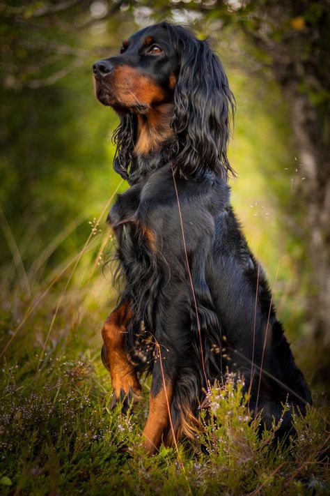 Lady by Tony Hansen on 500px English Setters, Gordon Setter, Irish Setters, 강아지 그림, English Cocker, Bird Dogs, English Setter, Beautiful Dog, Irish Setter