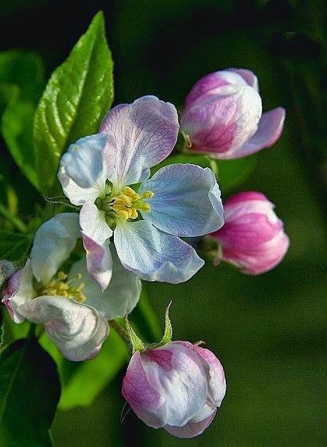 Apple Flowers, Cold Porcelain Flowers, Apple Blossoms, Watercolor Flower Art, Watercolor Flowers Paintings, Porcelain Flowers, Beautiful Flowers Pictures, Plant Illustration, Flower Art Painting