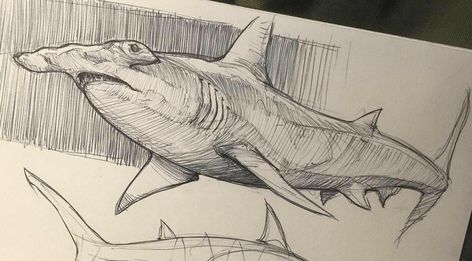 Neo Sigilism, Hammerhead Shark Drawing, Shark Sketch, Shark Illustration, Dinosaur Sketch, Bambi Art, Sea Creatures Art, Raccoon Art, Shark Drawing