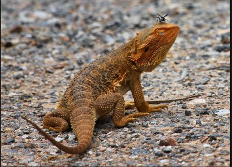 Australian bearded dragon Bearded Dragon Diet, Baby Bearded Dragon, Australian Animals, Bearded Dragon, Reptiles, Australia, For Sale, Animals