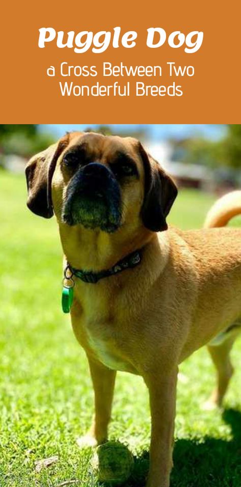 Puggle Dogs, A Pug, Dog Care Tips, Dog Activities, Dog Teeth, Dust Mask, A Cross, Dog Coats, Dog Training Tips