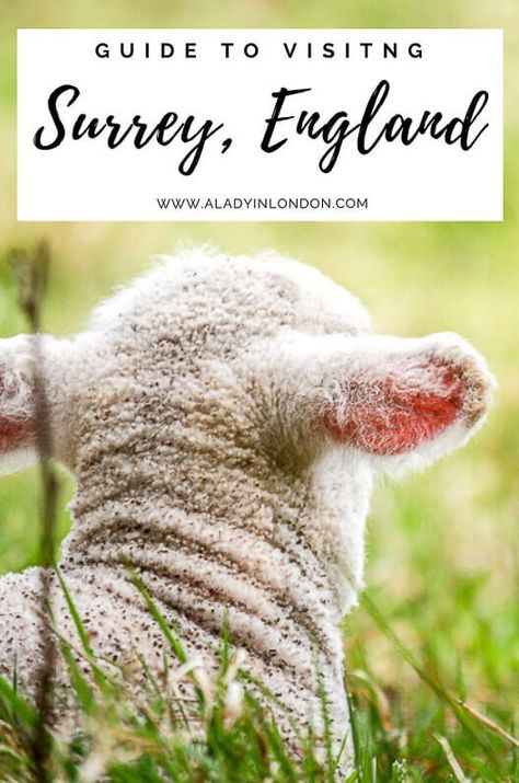 This guide to visiting Surrey, England will show you places like Shere, Peaslake, Guildford, and the English countryside in the Surrey Hills. #surrey #england #englandtravel Surrey Hills England, Dorking Surrey England, Surrey England, Red Hill, Travel Wishlist, I Want To Travel, Future Travel, English Countryside, England Travel