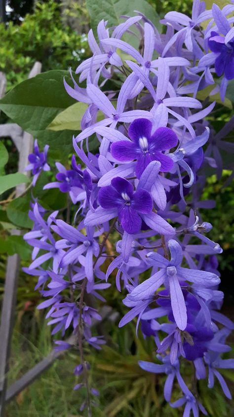 Vine Aesthetic, Petrea Volubilis, Flowers On A Vine, Soul Magic, Beautiful Gardens Landscape, Good Morning Beautiful Flowers, Amazing Nature Photography, Water Hyacinth, Flowers Nature