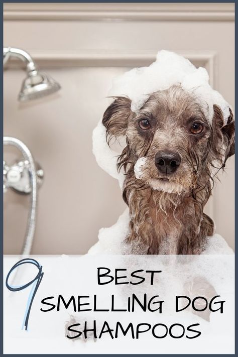 Carlotta tackles the common problem of smelly dogs. She picks the 9 Best Smelling Dog Shampoos for Smelly Dogs. In this articles she also provides you will 3 DIY options in case you don't have time. So if you are looking for a Good Smelling Dog Shampoo... check this out. #dogs #dogshampoo Diy Dog Shampoo, Tibet Terrier, Best Dog Shampoo, Pet Taxi, Smelly Dog, Oatmeal Dog Shampoo, Dog Grooming Tips, Oil Pulling, Dog Bath