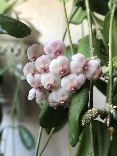 Hoya Rotundiflora, Hoya Flowers, Hoya Plant, Hoya Carnosa, Plant Fungus, Wax Flowers, Unusual Flowers, Plant Identification, Flower Therapy