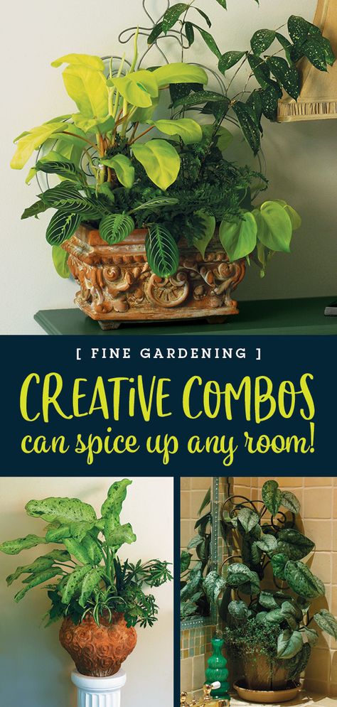 House Plant Pots, Container Gardening Flowers, Fine Gardening, Herbs Indoors, Container Gardening Vegetables, Plant Aesthetic, House Plants Decor, Garden Kits, Plant Combinations