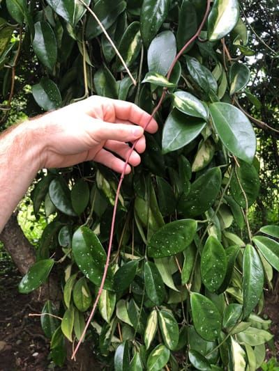 Hoya Carnosa Splash, Hoya Pubicalyx Splash Care, Hoya Carnosa Care, Hoya Varieties Chart, Hoya Plant Care, Wax Plants, Hoya Care, Hoya Varieties, Hoya Flowers