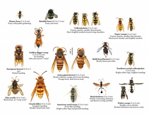 Understanding Wasps and Hornets - Mayne Island Conservancy Hornets Nest, Deer Fence, Pest Prevention, Bee Colony, Irrational Fear, Insect Pest, Plant Protection, Forest School, Invasive Species