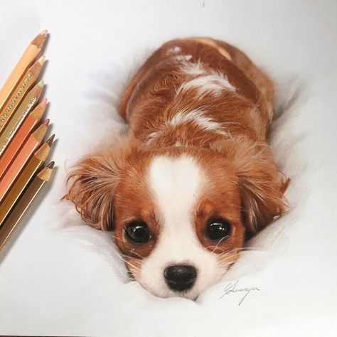 Hyperrealistic Drawing, Colored Pencil Art Projects, Cute Dog Drawing, Prismacolor Art, Puppy Drawing, Realistic Pencil Drawings, Paint Drawing, Cool Pencil Drawings, Pencil Drawings Easy