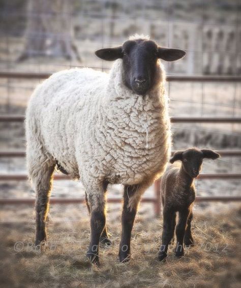 Suffolk Sheep, Photo Animaliere, Sheep Art, Counting Sheep, Sheep And Lamb, Farm Yard, Animal Photo, Farm Life, Country Life