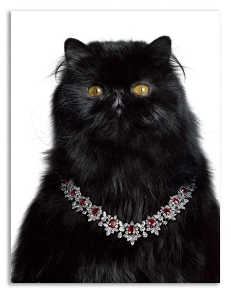 Life Must Have Sparkle: Harry Winston Harry Winston Diamond, A Black Cat, Harry Winston, Persian Cat, Cats Meow, Stunning Necklace, Crazy Cat Lady, Looks Vintage, Crazy Cats