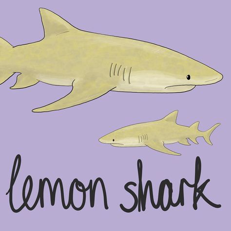 Day nine #100dayproject  #100daysofamazinganimals  Lemon Shark . The next addition to my collection of sharks is the awesome lemon shark,… Cute Lemon Shark Drawing, How To Draw A Lemon Shark, Lemon Shark Tattoo, Lemon Shark Drawing, Sea Puppies, Shark Drawing Easy, Underwater Room, Lemon Shark, Shark Drawing