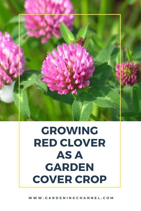 red clover with text overlay growing red clover as a cover crop Clover In Garden, Red Clover Plant, Red Clover Cover Crop, Clover Cover Crop, Cover Crops For Gardens, Permaculture Guilds, Red Clover Benefits, Clover Plant, Garden Cover