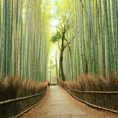 Arashiyama Bamboo Forest in Kyoto, Japan Beautiful Places In Japan, Visit Kyoto, Vogue France, Travel Moments, Bamboo Forest, Airbrush Art, Beautiful Forest, Most Beautiful Cities, Kyoto Japan