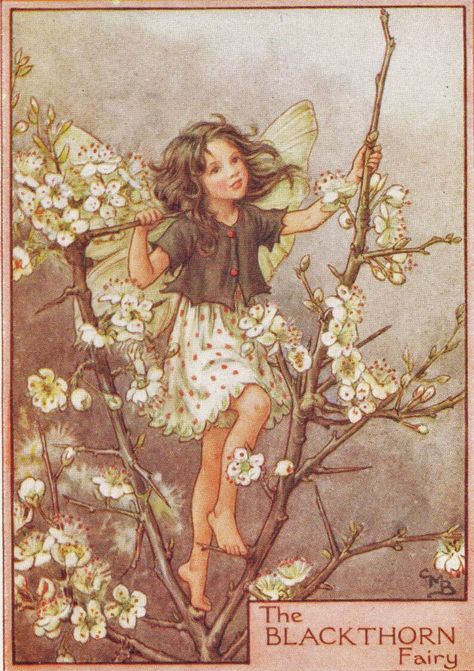 The Flower Fairies, Flower Fairies Books, Erte Art Deco, Alice In Wonderland Print, Fairy Vintage, Art Nouveau Illustration, Cicely Mary Barker, Art Society, Vintage Fairies