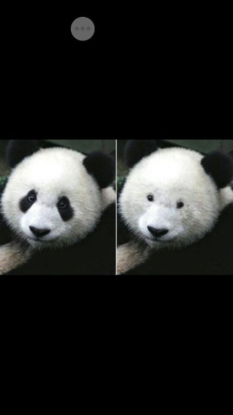 What a panda looks like without eye makeup Funny Panda Pictures, Panda Bears, Panda Bear, Bones Funny, Dark Circles, Funny Cute, Polar Bear, Make You Smile, Funny Images