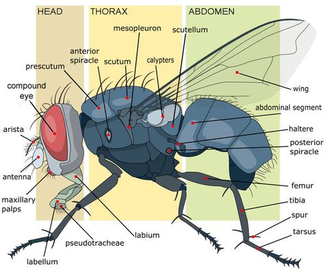 Anatomy of a Housefly Fly Anatomy, Insect Diagram, Insect Body Parts, Entomology Illustration, Insect Anatomy, Insect Eyes, Insect Coloring Pages, Science Literacy, Brain Anatomy