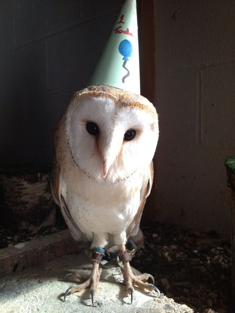 How adorable! Owls, Birthday, Animals