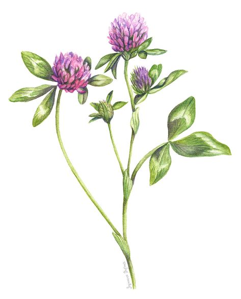 Red Clover, Illustration Botanique, Clover Flower, Shop Illustration, Watercolor Flowers Paintings, Botanical Watercolor, Art Et Illustration, Botanical Drawings, Botanical Flowers