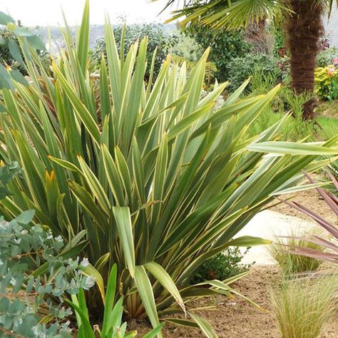 PHORMIUM TENAX VARIEGATA SEEDS (Variegated Common flax lily, Variegated New Zealand Flax) - Plant World Seeds New Zealand Flax, Seaside Garden, Ornamental Grass, Gardens Of The World, Flax Plant, Vegetable Seeds, Hardy Perennials, Free Plants, Ornamental Grasses