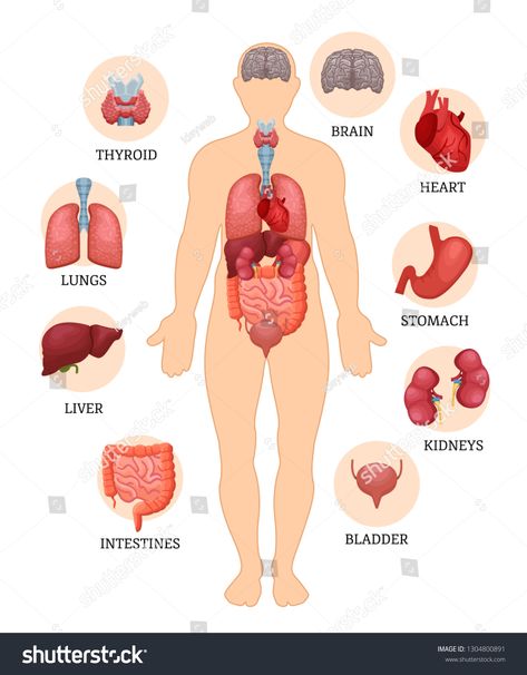 Visual scheme infographic of structure of human organs. Medical anatomy of male body. Human organs: thyroid, brain, heart, stomach, kidneys, bladder, intestines, liver, lungs. Vector illustration. #Ad , #Ad, #anatomy#Medical#male#Human Anatomy Kidney, Human Organ System, Arterial System, Body Anatomy Organs, Anatomy Organs, Anatomy Medical, Body Human, Human Body Organs, Human Organs