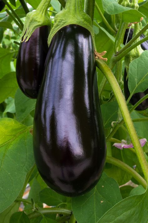 The Secret To Growing Eggplant - How To Plant, Grow & Harvest Eggplant Eggplant Growing, Eggplant Benefits, Worm Castings Tea, Growing Eggplant, Eggplant Plant, Eggplant Varieties, Small Trellis, Vegetable Garden Diy, Eggplant Parmesan