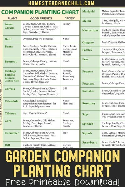 Okra Companion Planting, Eggplant Companion Plants, Blueberry Companion Plants, Companion Planting Layout, Squash Companion Plants, Carrot Companion Plants, Onion Companion Planting, Lavender Companion Plants, Cucumber Companion Plants