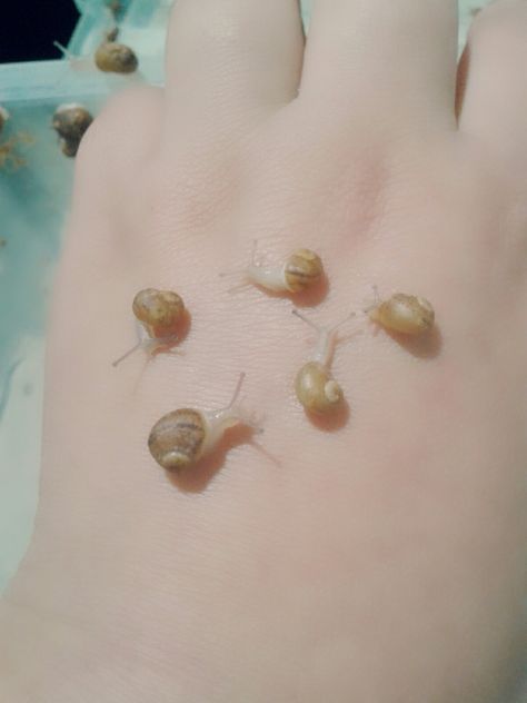 Baby snails, helix aspersa Pet Snail Terrarium, African Land Snail, Giant African Land Snails, Baby Snail, Land Snail, Pet Snails, Beautiful Terrariums, Wild Kratts, Terrarium Diy