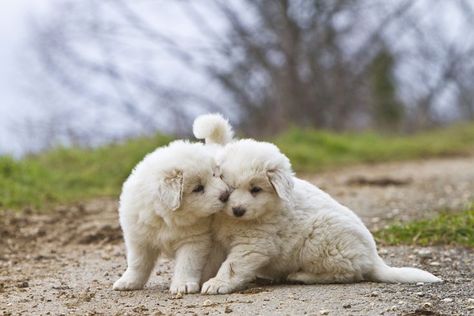 The Great Pyrenees: A Gentle Giant Guardian White Dog Breeds, Pyrenees Puppies, Great Pyrenees Puppy, Japanese Spitz, Dog Car Seat Cover, Companion Dog, Great Pyrenees, Large Dog Breeds, Dog Obedience