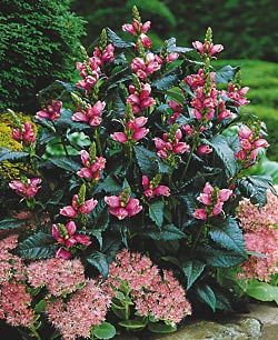 Shade Flowers Perennial, Bog Garden, Native Plant Gardening, Shade Flowers, Tree Care, Hardy Perennials, Plant Combinations, Flowers Perennials, Perennial Plants