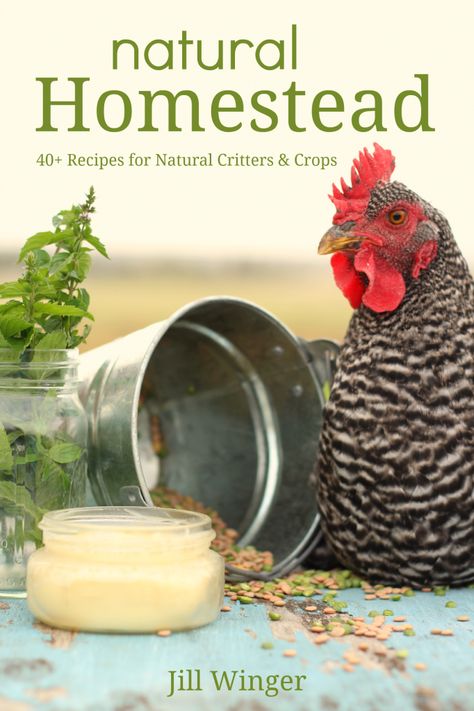 Over 40 recipes for homemade chicken feed, natural pesticides, fly sprays, herbal supplements & dewormers, home dairy washes and salves, and MORE! Jill Winger, The Prairie Homestead, Prairie Homestead, Best Egg Laying Chickens, Egg Laying Chickens, Natural Pesticides, Best Chicken Coop, Chicken Feed, Farms Living