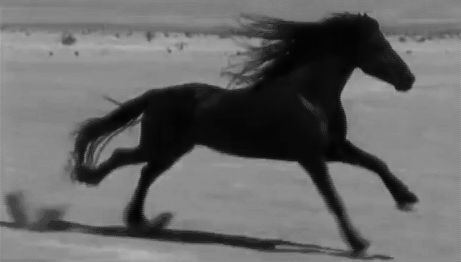 That moment of flight... GIF from ridiculously gorgeous equines Tmblr.  http://ridiculouslygorgeousequines.tumblr.com/post/58609411305  https://www.facebook.com/DarkFantasyIsTheBestFantasy Black Stallion, Horse Videos, Black Horses, Friesian Horse, Running Horses, All The Pretty Horses, Black Horse, Pretty Horses, Horse Pictures