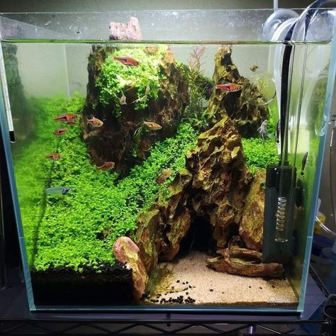 Small Freshwater Aquarium, Black Substrate Aquarium, Square Aquascape, 29 Gallon Aquascape, Cube Fish Tank, Planted Tank Aquascaping, Cube Tank Aquascape, Planted Betta Tank Aquascaping, Nano Tank Aquascape