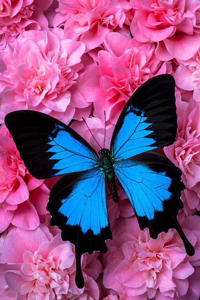 Blue Butterfly, Pink Flowers, Fine Art, Purple, Flowers, Pink, Blue, Black, Art