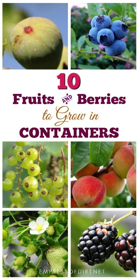 There are many fruits and berries that grow nicely in containers. If your garden space is limited or you have poor soil quality, container growing is an excellent option. #gardening #fruittrees #berries #empressofdirt Fruit Trees In Containers, Gemüseanbau In Kübeln, Fruit Tree Garden, Growing Fruit Trees, Berry Bushes, Home Vegetable Garden, Container Gardening Vegetables, Growing Fruit, Food Garden