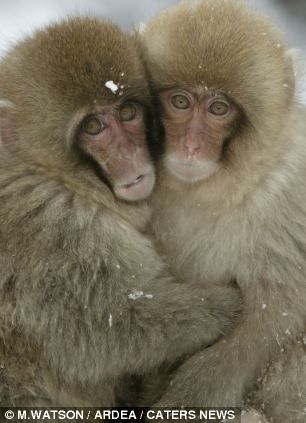 Love will keep us together: Two monkeys cosy up to each other - or huddle together for warmth Two Animals Together, Monkey And Pig Couple, Monkeys Kissing, 2 Monkeys Selfie, 2 Monkeys Hugging, Monkeys Sleeping Together, Two Monkeys, Snow Monkeys, Snow Monkey