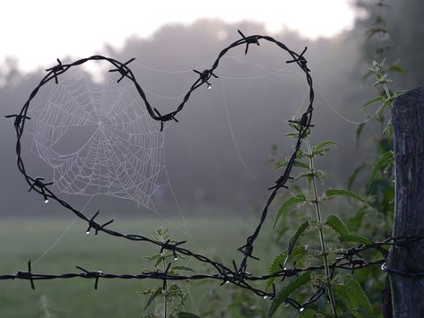 heart-shaped barbed wire with spider webs in close-up photography #cobweb #heart #love #protection #safety #security barbed wire razor wire #outdoors no people #day #close-up #nature #5K #wallpaper #hdwallpaper #desktop Paradis Sombre, Dark Fairy Core, Fairy Grunge Aesthetic, Dark Fairycore, Grunge Fairycore, Origin Story, Fairy Aesthetic, Grunge Fairy, Dark Fairy