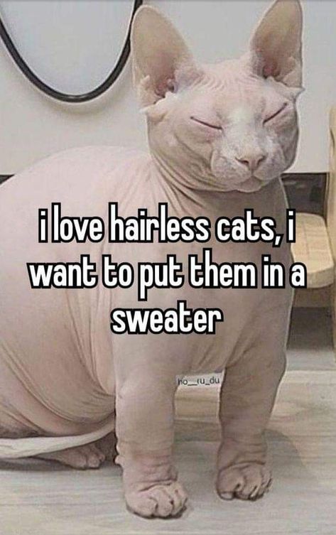 Hairless Cat With Sweater, Hairless Cat Wallpaper, Hairless Cats In Sweaters, Fat Hairless Cat, Bald Cat, Cute Hairless Cat, Obese Cat, Hairless Cats, Sphynx Cats