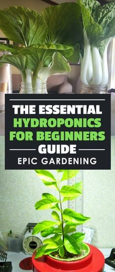 A series on hydroponics for beginners - learn the science behind hydroponics and how to build your own homemade hydroponic systems! Homemade Hydroponic System, Growing Food Indoors, Hydroponic Systems, Indoor Vegetables, Hydroponic Farming, Hydroponics Diy, Hydroponic Growing, Indoor Vegetable Gardening, Aquaponics System