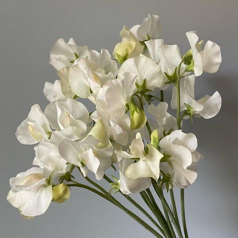 Anemone Cake, White Sweet Pea, July Wedding Flowers, Single Tier Cake, Japanese Anemone, July Wedding, Tier Cake, Sweet Peas, Tiered Cakes